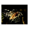 Lionfish posters