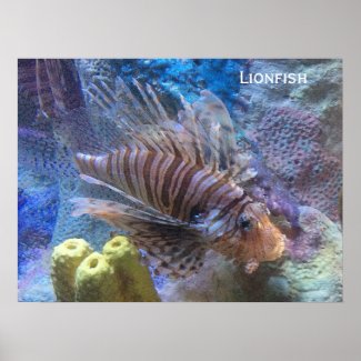 Lionfish Posters