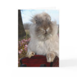 Lionhead Bunny in Sleigh, Christmas Greeting Cards