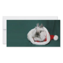 Lionhead rabbit Christmas photo cards by deemac1 Lionhead rabbit Christmas photo cards
