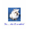 Lionhead Sablept., Yes.... this IS a rabbit! t-shirts by WendyMorneau Lionhead Sablept., Yes.... this IS a rabbit! t-shirts