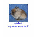 lionhead T-shirt, Yes... This IS a rabbit! by WendyMorneau lionhead T-shirt, Yes... This IS a rabbit!