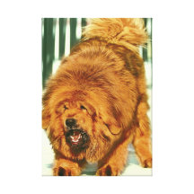 Lion'Head Tibetan Manstiff  Stretched Canvas Print