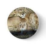 Lions and cub in Botswana Africa Pins Lions and cub in Botswana Africa Pins