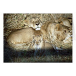 Lions and cub in Botswana Africa Greeting Card Lions and cub in Botswana Africa Greeting Card