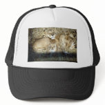 Lions and cub in Botswana Africa Trucker Hats