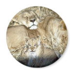 Lions and cub in Botswana Africa Magnet Lions and cub in Botswana Africa Magnet