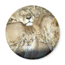 Lions and cub in Botswana Africa magnets