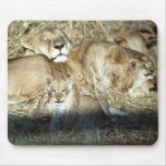 Lions and cub in Botswana Africa Mousepad Lions and cub in Botswana Africa Mousepad