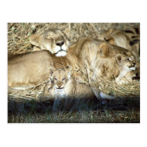 Lions and cub in Botswana Africa postcards