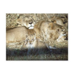 Lions and cub in Botswana Africa Post Card Lions and cub in Botswana Africa Post Card