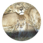 Lions and cub in Botswana Africa Stickers
