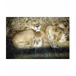 Lions and cub in Botswana Africa Tshirt Lions and cub in Botswana Africa Tshirt
