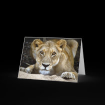 Lions & cubs cards