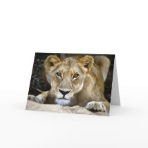 Lions & cubs cards