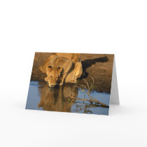 Lions & cubs cards