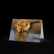Lions & cubs cards
