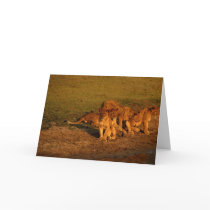Lions & cubs cards