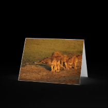 Lions & cubs cards