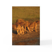Lions & cubs cards