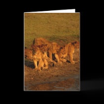 Lions & cubs cards