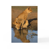 Lions & cubs cards