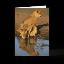 Lions & cubs cards