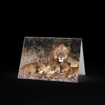 Lions & cubs cards