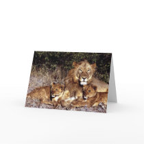 Lions & cubs cards
