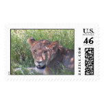 Lions in Africa postage