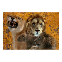 Lions In Aspens Poster posters