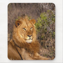 Lions in the Wild Gifts and Tees Mouse Pads