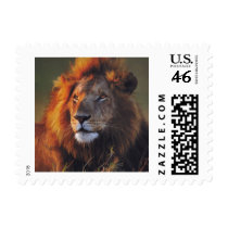 Lions in the Wild Gifts and Tees Postage Stamps