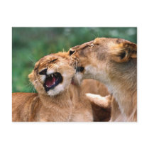 Lions in the Wild Gifts and Tees postcards by naturetees Lions in the Wild Gifts and Tees postcards