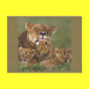 Lions in the Wild Gifts and Tees postcards
