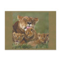 Lions in the Wild Gifts and Tees postcards by naturetees Lions in the Wild Gifts and Tees postcards