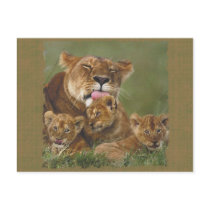 Lions in the Wild Gifts and Tees postcards by naturetees Lions in the Wild Gifts and Tees postcards
