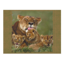 Lions in the Wild Gifts and Tees Postcard