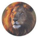 Lions in the Wild Gifts and Tees stickers by naturetees Lions in the Wild Gifts and Tees stickers