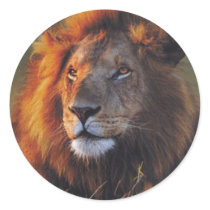 Lions in the Wild Gifts and Tees stickers by naturetees Lions in the Wild Gifts and Tees stickers