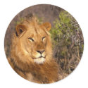 Lions in the Wild Gifts and Tees stickers by naturetees Lions in the Wild Gifts and Tees stickers
