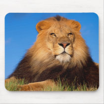Lions in the Wild Tees, Cards and GIfts Mouse Pads