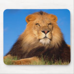 Lions in the Wild Tees, Cards and GIfts Mouse Pads