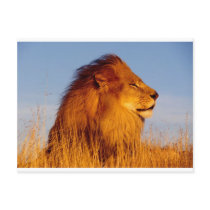 Lions in the Wild Tees, Cards and GIfts postcards by naturetees Lions in the Wild Tees, Cards and GIfts postcards