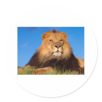 Lions in the Wild Tees, Cards and GIfts Sticker