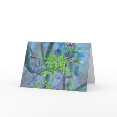 Lion's Mane Japanese Maple Cards by gardenparty