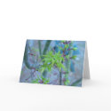 Lion's Mane Japanese Maple cards by gardenparty Lion's Mane Japanese Maple cards