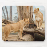 Lions Mouse Pads Lions Mouse Pads