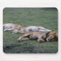Lions Napping -Mousepad by dchaddad Lions Napping -Mousepad