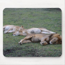 Lions Napping -Mousepad